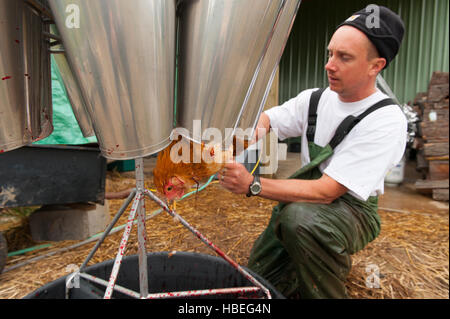 Un jeune fermier moissonne poulets sur petite ferme biologique de la famille dans l'État de Washington Banque D'Images