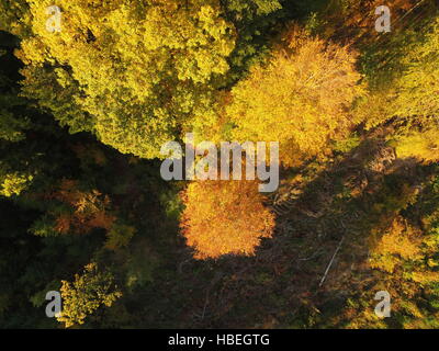 Forêt noire à l'automne Banque D'Images