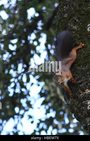 Écureuil rouge mignon assis à l'envers sur un tronc d'arbre Banque D'Images