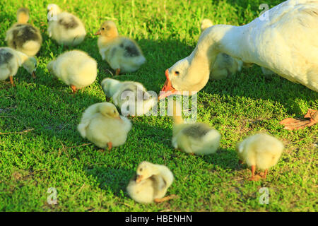 Leurs oisons à Goose sur l'herbe Banque D'Images