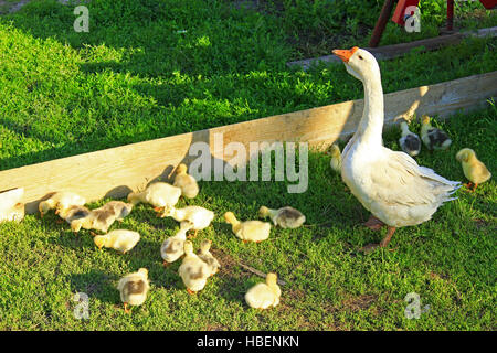 Leurs oisons à Goose sur l'herbe Banque D'Images