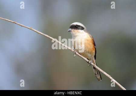 Long-tailed shrike percheurs Roux-grièche écorcheur (Lanius schach,). Goa, Inde Banque D'Images