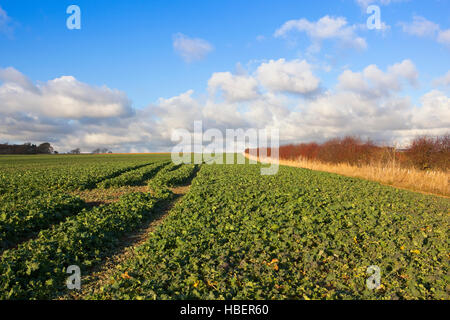 Les plantes de colza par une haie d'aubépine aux fruits rouges dans le paysage english channel sous un ciel nuageux bleu en automne Banque D'Images