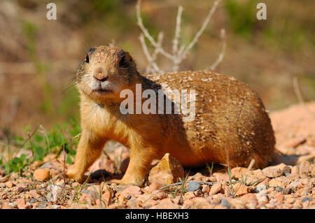 L'Utah Sparky le chien de prairie, Cynomys parvidens, Red Canyon, Dixie National Forest, Utah Banque D'Images