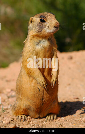 L'Utah Sparky le chien de prairie, Cynomys parvidens, Red Canyon, Dixie National Forest, Utah Banque D'Images