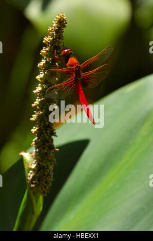 Libellule sur Lotus, Flame Skimmer mâle, Libellula saturata, Californie du Sud Banque D'Images