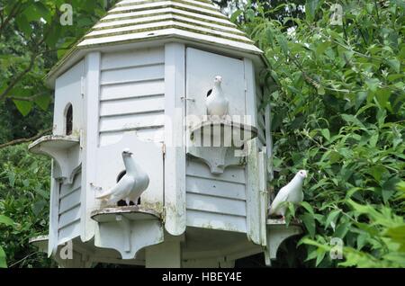 Trois Colombes dans un pigeonnier blanc Banque D'Images