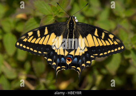Anis, Swallowtail Papilio zelicaon, Californie du Sud Banque D'Images