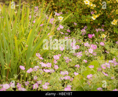 Lit de fleurs dans un jardin anglais Banque D'Images