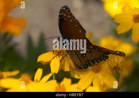 Reine, Danaus gilippus, Californie du Sud Banque D'Images