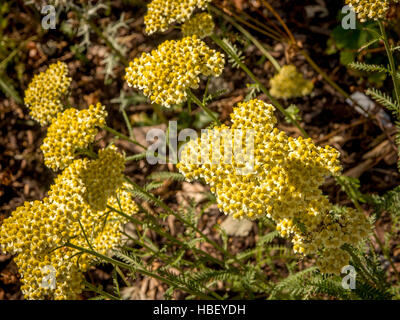 Achillée (Achillea jaune) plante fleur de jardin en Banque D'Images