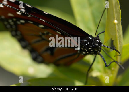 Détail de la reine, Danaus gilippus, Californie du Sud Banque D'Images