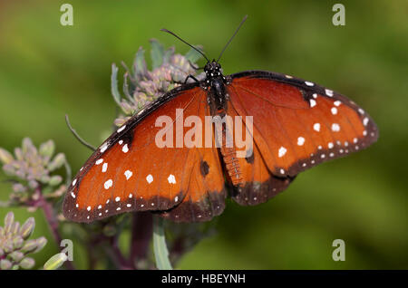 Reine des hommes, Danaus gilippus, Californie du Sud Banque D'Images