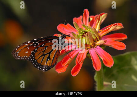 Reine, Danaus gilippus, Californie du Sud Banque D'Images