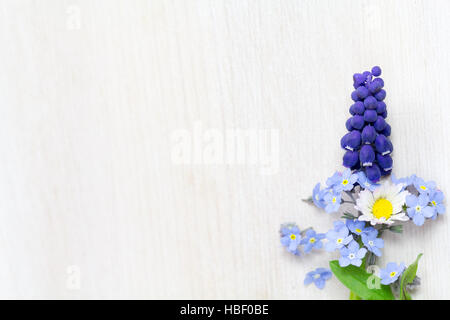 Forget-me-not, Daisy et grapehyacinth Banque D'Images