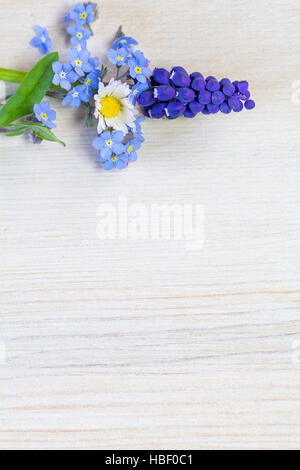 Forget-me-not, Daisy et grapehyacinth Banque D'Images