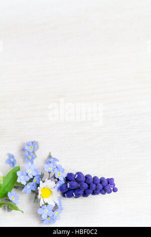 Forget-me-not, Daisy et grapehyacinth Banque D'Images