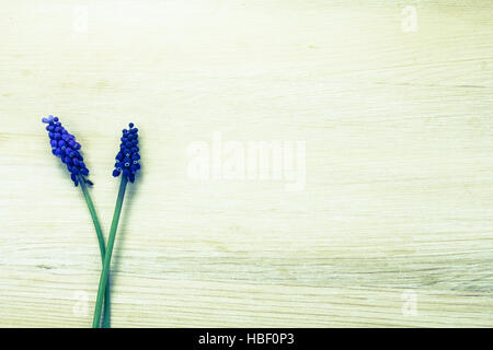 Forget-me-not, Daisy et grapehyacinth Banque D'Images