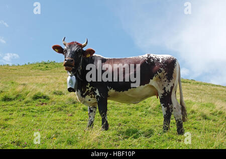 Vache sur les montagnes de Nagelfluhkette Banque D'Images