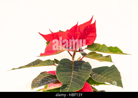 Poinsettia fleurs de noël Banque D'Images