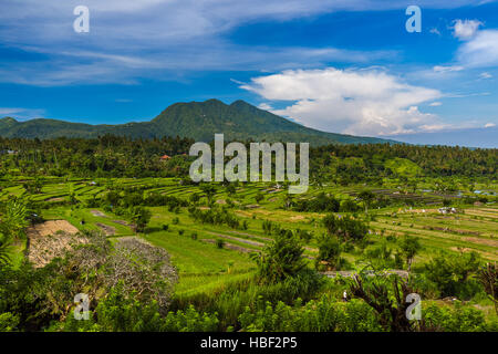 Champs de riz - l'île de Bali en Indonésie Banque D'Images