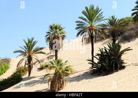 Dans les dunes de Huacachina Pérou Banque D'Images