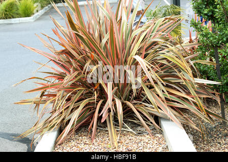 Cordyline australis 'Southern Splendour' chou palmiste montrant tout le port de la plante, la rose, rouge, orange, marron laisse Banque D'Images