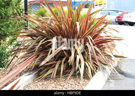 Cordyline australis 'Southern Splendour' chou palmiste montrant tout le port de la plante, la rose, rouge, orange, marron laisse Banque D'Images