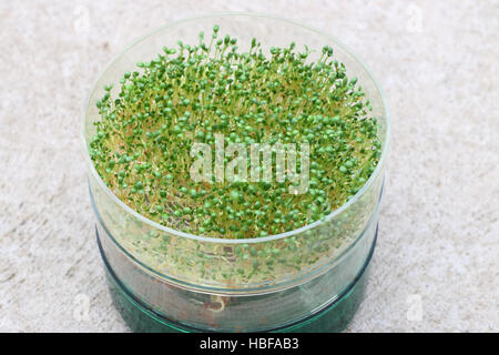 La germination des graines de luzerne dans le plat de germination Banque D'Images