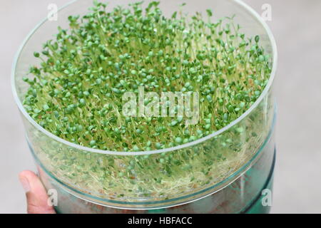 La germination des graines de luzerne dans le plat de germination Banque D'Images
