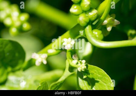 Petite fleur blanche de basella alba on farm Banque D'Images