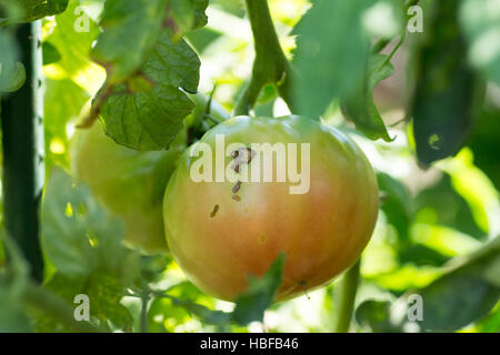 Marque de l'alimentation des dommages-intérêts par stink bugs sur une tomate Banque D'Images