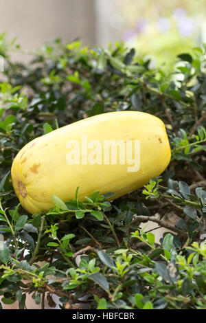 Cucumis melo var. makuwa aussi connu comme un melon Coréen Banque D'Images