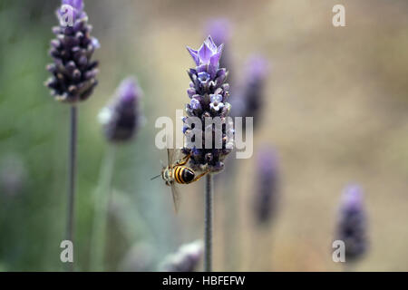 Abeille pollinisant bourgeons de lavande (Lavandula dentata), de longue durée, les Pointes étroites de fleurs violettes, surmontées de bractées violet pâle. Banque D'Images