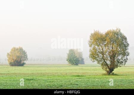 En automne mist vieux saule Banque D'Images