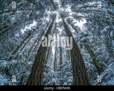 Un fisheye view à la recherche jusqu'à une forêt d'hiver Banque D'Images