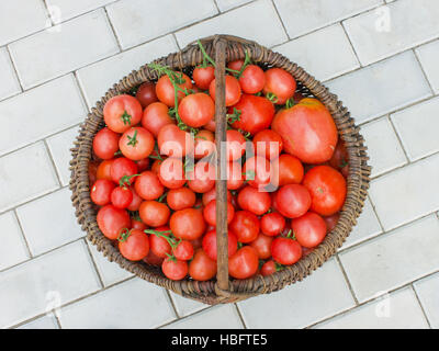 Réorganisation de l'ancien panier rempli de tomates Banque D'Images