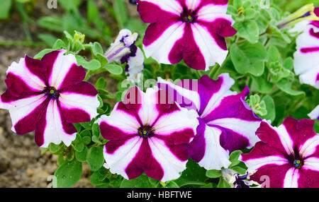 Fleurs lumineuses fleurs pétunia Banque D'Images