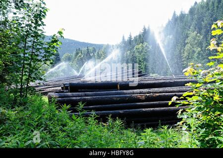 L'irrigation d'une cour à bois Banque D'Images