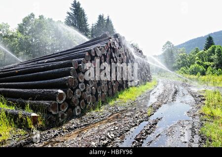 Maintenir humide pour la conservation du bois Banque D'Images