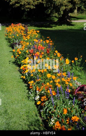 Coreopsis lanceolata, Lance-leaved tickseed Banque D'Images