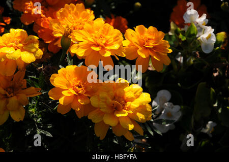 Tagetes patula oeillet d'Hybride, Banque D'Images