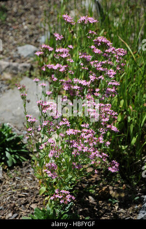 Centaurium erythraea, centaurée Banque D'Images