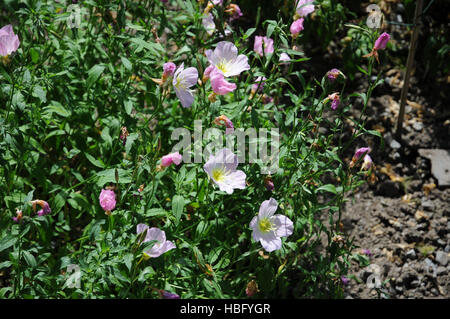 Oeonthera speciosa, onagre Rose Banque D'Images