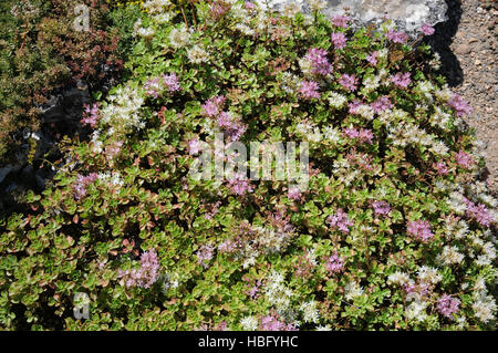 Stonecrop Sedum spurium, Portrait Banque D'Images