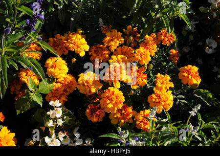 Tagetes patula oeillet d'Hybride, Banque D'Images