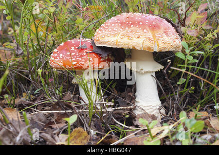 Deux belles fly agarics (Amanita muscaria) Banque D'Images