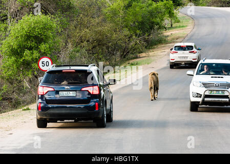 Observation Lion dans le Parc National Kruger Banque D'Images