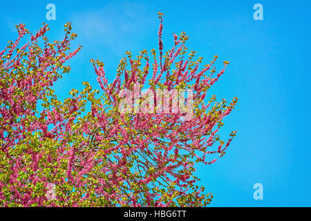 Arbre de Judée (Cercis siliquastrum) Banque D'Images