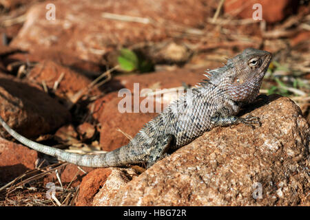 Jardin Oriental jardin l'est aussi, lézard ou lézard lézard Calotes versicolor (modifiable), Sri Lanka Banque D'Images